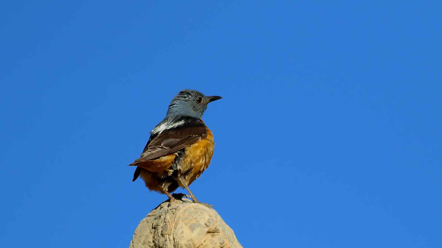 Rufous-tailed Rock-Thrush
